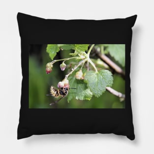 Wasp enjoying early spring black currant nectar Pillow