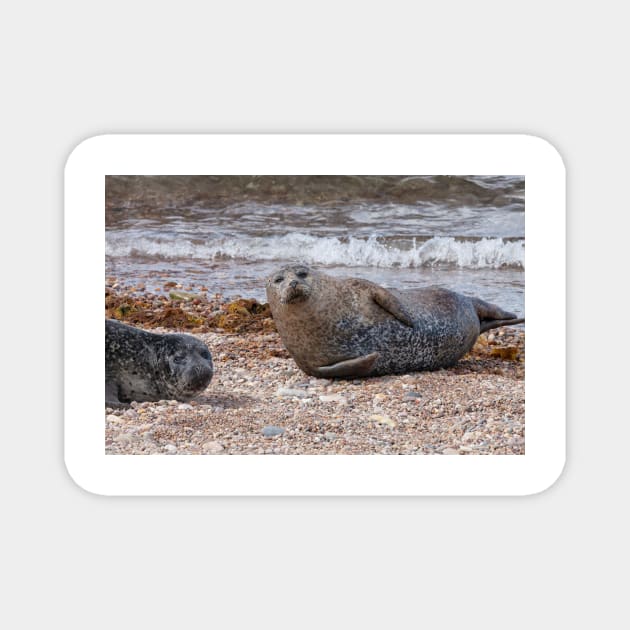 Two common seals at Portgordon Scotland Magnet by dianecmcac