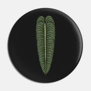 Anthurium veitchii big leaf Pin