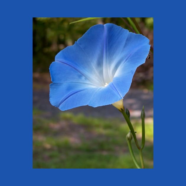 Lispe Morning Glory by Lispe