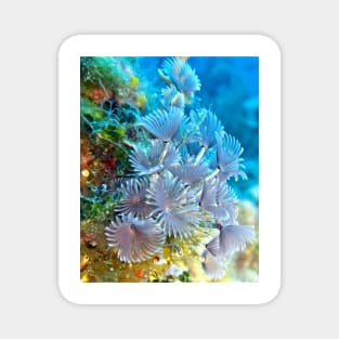 Social Feather Duster Anemone on Coral Reef Magnet