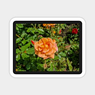 Orange Rose Magnet