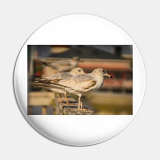 Portrait of Larus californicus Pin