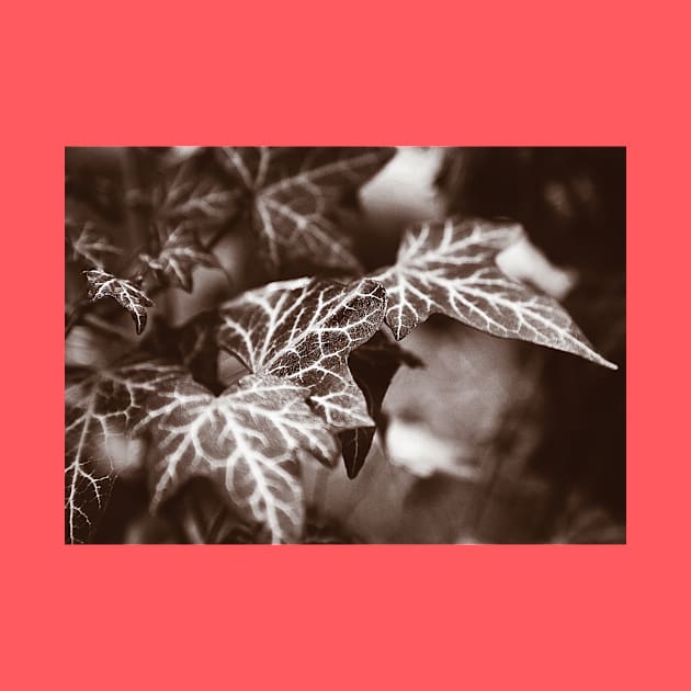 ‘White Lines’ - wild Ivy in sepia tones by sleepingdogprod