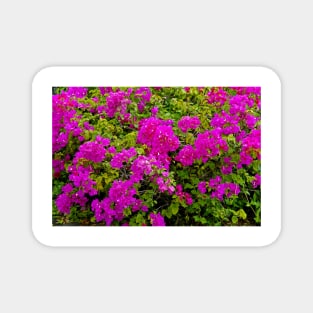 Bougainvillea and Foliage II Magnet