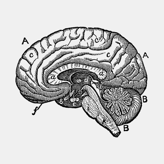 Simple Brain Diagram by Vintage Anatomy Prints