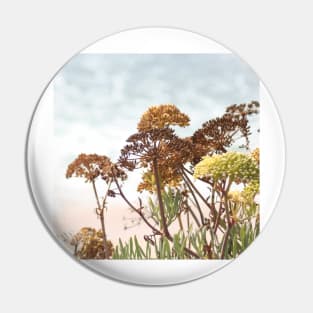 Succulent wild flowers by the sea - sea fennel Pin