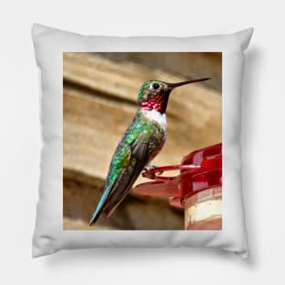 Hummingbird Pillow