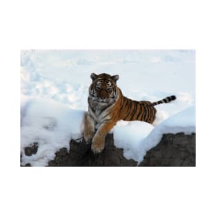 Tiger in the Snow T-Shirt