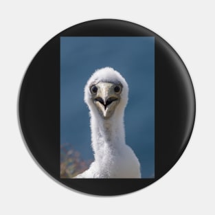 Juvenile Masked Booby, Norfolk Island Pin