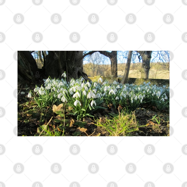 Snowdrops Under an Old Tree by Natural Distractions