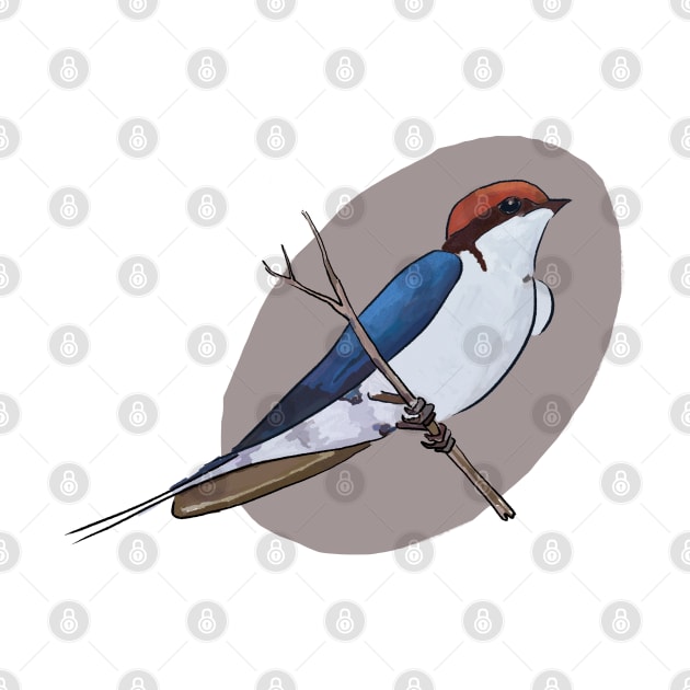 Wire tailed swallow illustration by Chris W