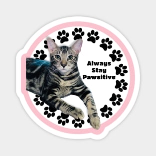 Always Stay Positive Grey Cat Magnet