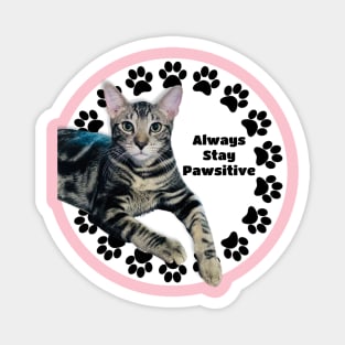 Always Stay Positive Grey Cat Magnet