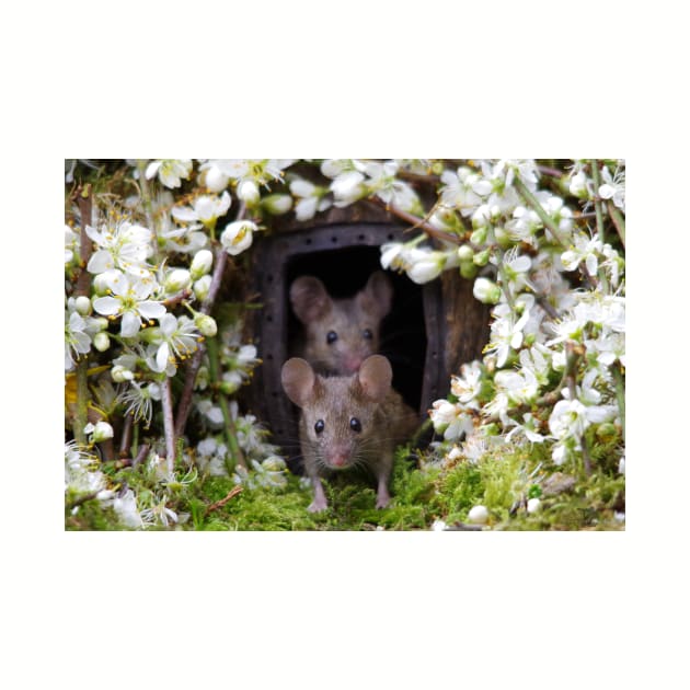 George the mouse in a log pile house - SPRING by Simon-dell