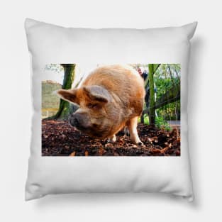 New Zealand Kunekune Pig Pillow