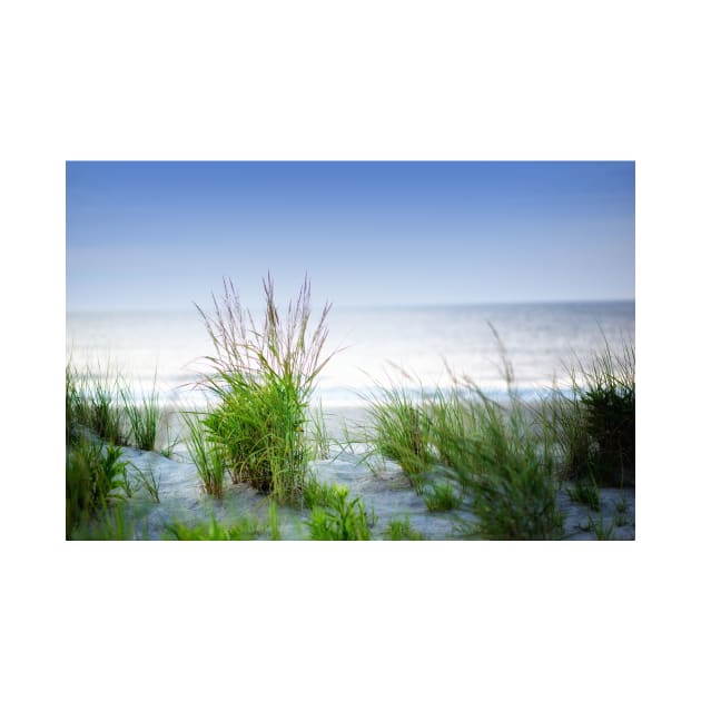 Sea Oats On The Dune by JimDeFazioPhotography