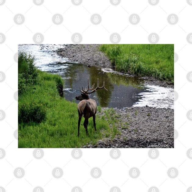 Bull by the River by Leslie Pino Durant