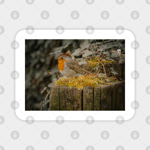 Small Bird with Orange Tummy Magnet by Photomisak72