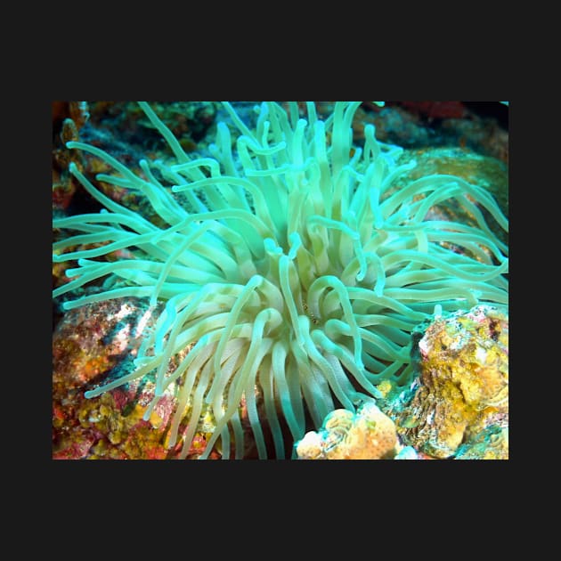 Giant Green Sea Anemone by Scubagirlamy