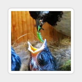 Black-capped Chickadee Feeding Its Babies A Green Bug Magnet