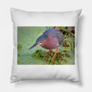 Green Heron Pillow