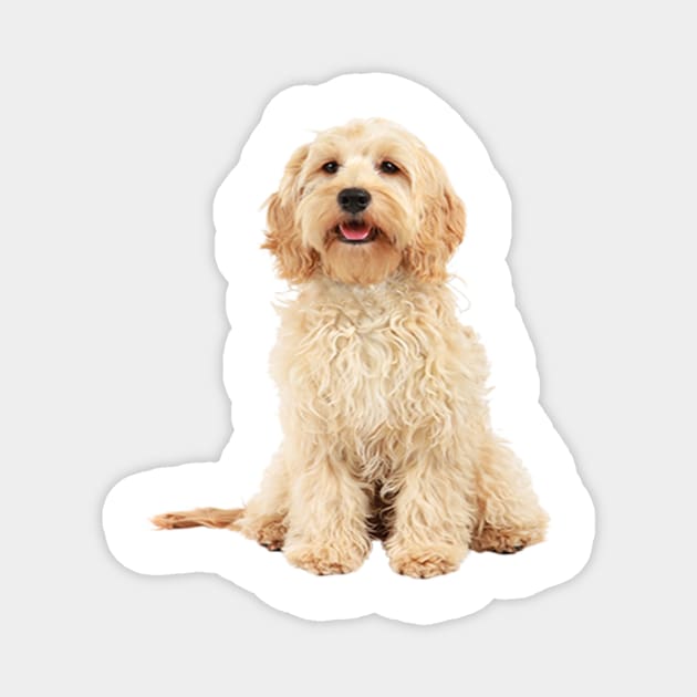Cockapoo dog Magnet by Pam069