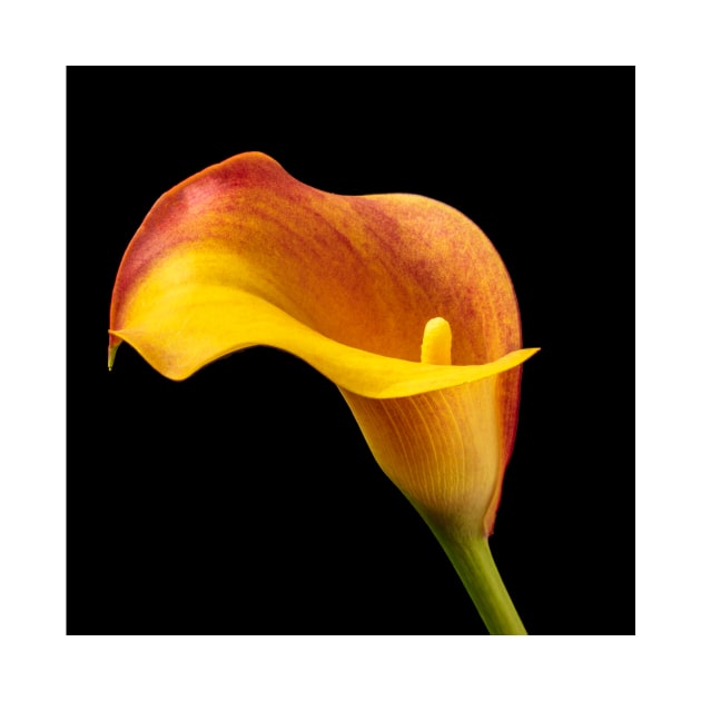 Single Red And Yellow Calla Lily by photogarry