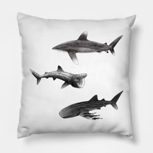 Sharks : Oceanic Whitetip, Basking Shark, Whale Shark Pillow