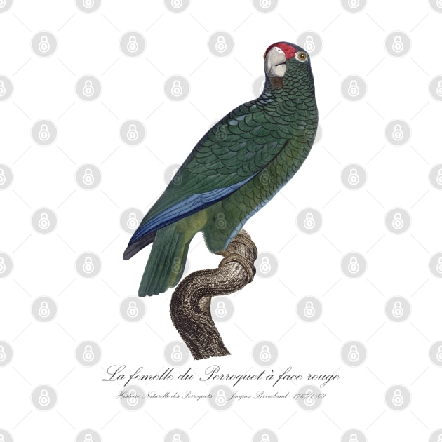 Cuban Amazon Parrot Female / La Femelle du Perroquet a Face Rouge Male - 19th century Jacques Barraband Illustration by SPJE Illustration Photography