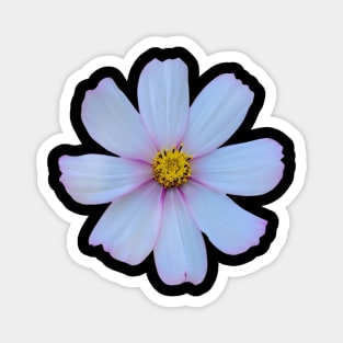 White Cosmo Flower Magnet