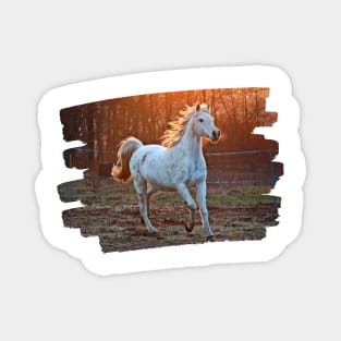 horse photo Magnet