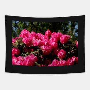 Pink Rhododendron Flower, Close-Up, Germany Tapestry