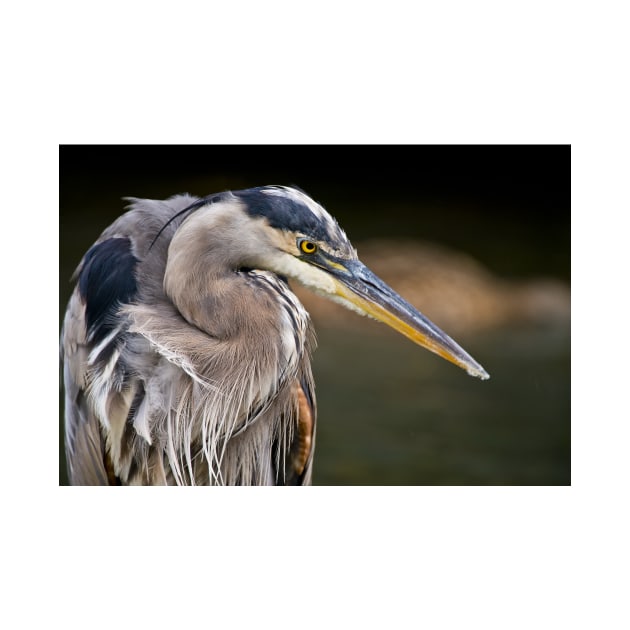 Blue Heron by jaydee1400