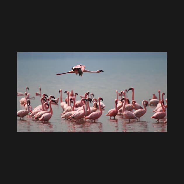 Lone Flyer, Lake Nakuru, Kenya by Carole-Anne