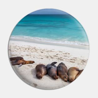 Sea Lions Resting on Galapagos Beach Pin