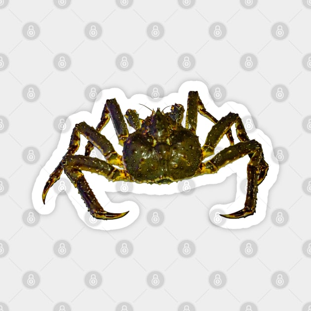 King Crab Magnet by dalyndigaital2@gmail.com