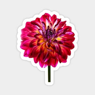 Red Dahlia Tinted With Yellow Magnet