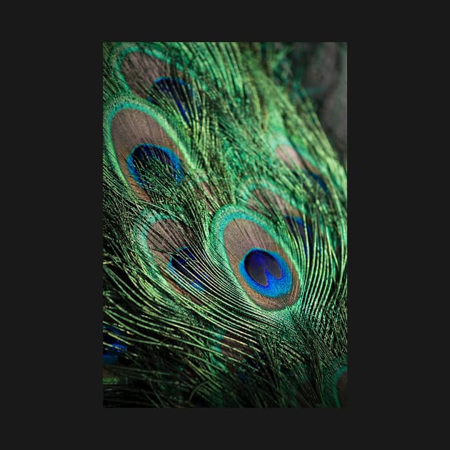 Peacock Feather by NewburyBoutique