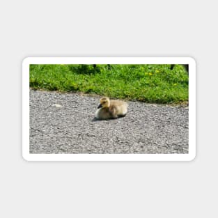 Young Gosling Sitting on The Pavement Magnet