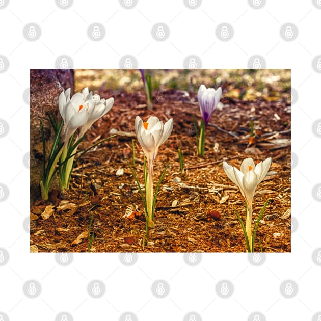 Spring Crocus 3 by Robert Alsop