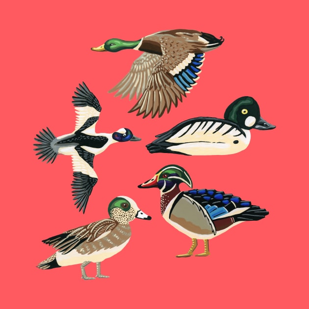 North American Ducks by paintedpansy