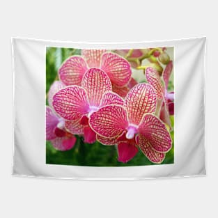 Pink and White Orchids Tapestry