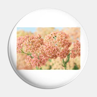 Achillea millefolium &#39;Salmon Beauty&#39; Pin