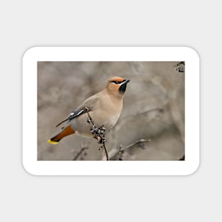 Bohemian Waxwing Magnet