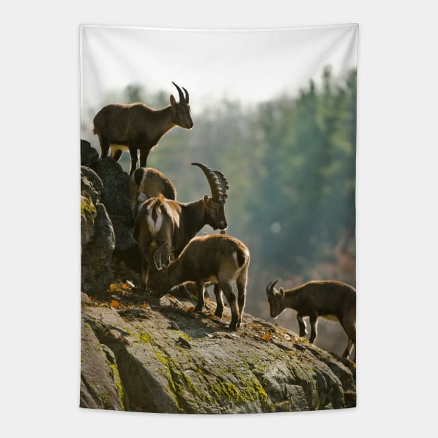 Ibex Tapestry by jaydee1400