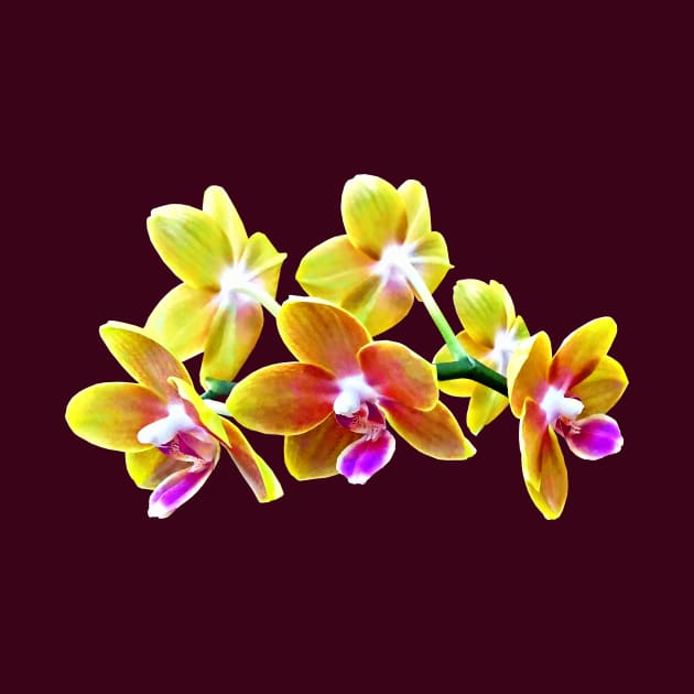 Orchid - Phalaenopsis Orchid Taida Pride Cupid by SusanSavad