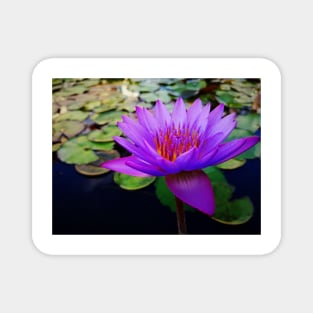 lotus flower Magnet