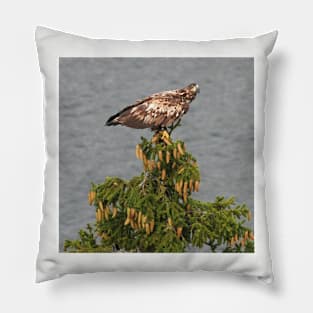 White tailed Eagle Pillow