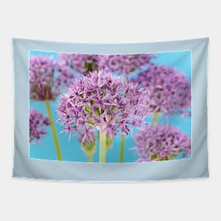 Allium stipitatum &#39;Violet Beauty&#39; Tapestry